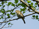 Thrush - Drozd